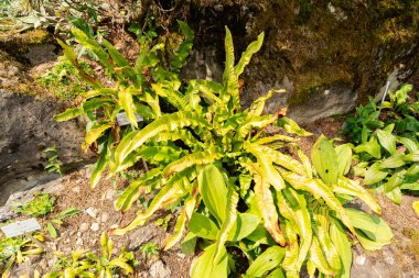 Zürih, İsviçre, 6 Ağustos 2025 Asplenium Scolopendrium veya botanik bahçesindeki dil eğreltiotu bitkisi