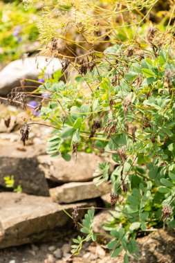 Zürih, İsviçre, 6 Ağustos 2025 Botanik Bahçesindeki Coronilla Coronata fabrikası
