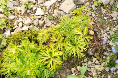 Zürih, İsviçre, 6 Ağustos 2025 Botanik Bahçesindeki Anemone Narsiflora fabrikası