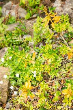 Zürih, İsviçre, 6 Ağustos 2025 Rhododendron Hirsutum veya botanik bahçesindeki kıllı alpenrose bitkisi