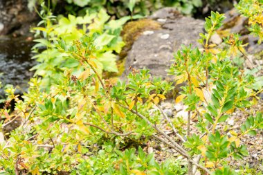 Zürih, İsviçre, 6 Ağustos 2025 Rhododendron Hirsutum veya botanik bahçesindeki kıllı alpenrose bitkisi