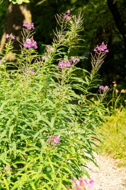 Zürih, İsviçre, 6 Ağustos 2025 Epilobium fabrikası botanik bahçesinde.