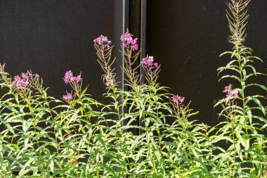 Zürih, İsviçre, 6 Ağustos 2025 Epilobium fabrikası botanik bahçesinde.