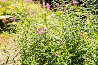 Zürih, İsviçre, 6 Ağustos 2025 Epilobium fabrikası botanik bahçesinde.