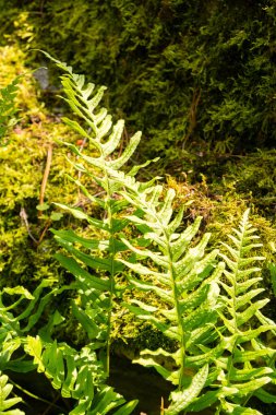 Zürih, İsviçre, 6 Ağustos 2025 Vulgare Polypodyumu veya botanik bahçesindeki yaygın polipodyum bitkisi