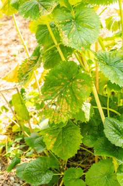 Zürih, İsviçre, 6 Ağustos 2025 Valeriana Pyrenaica veya botanik bahçesindeki Capons kuyruk çim bitkisi