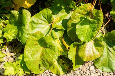 Zürih, İsviçre, 6 Ağustos 2025 Rumex Alpinus keşişleri botanik bahçesindeki rhubarb bitkisi