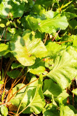 Zürih, İsviçre, 6 Ağustos 2025 Rumex Alpinus keşişleri botanik bahçesindeki rhubarb bitkisi
