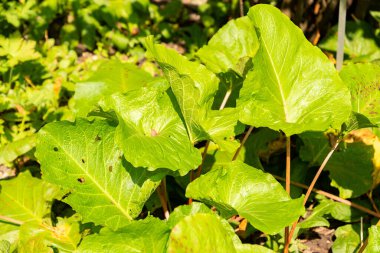 Zürih, İsviçre, 6 Ağustos 2025 Rumex Alpinus keşişleri botanik bahçesindeki rhubarb bitkisi