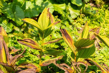 Zürih, İsviçre, 6 Ağustos 2025 Veratrum Albümü veya botanik bahçesindeki karadelik bitki