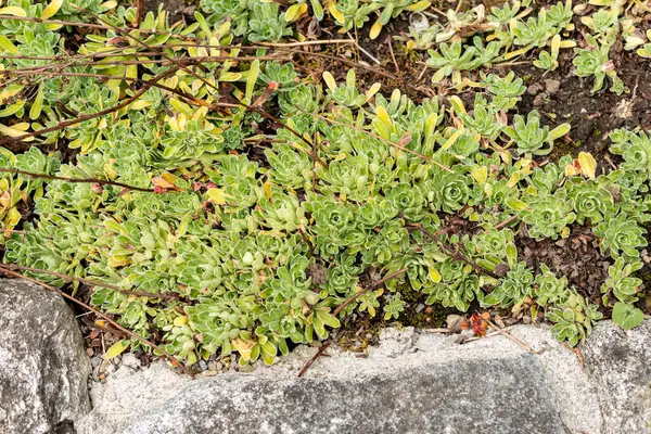 Saint Gallen, İsviçre, 1 Eylül 2025 Saxifraga Hostii bitkisi botanik bahçesinde.