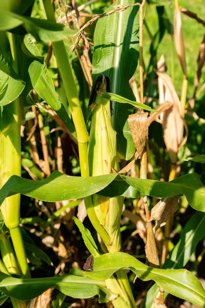 Saint Gallen, İsviçre, 18 Ağustos 2025 Zea Mays bitkisi botanik bahçesinde.