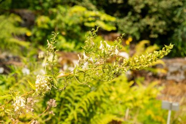Zürih, İsviçre, 6 Ağustos 2025 Botanik Bahçesindeki Aconitum X Platanifolium fabrikası