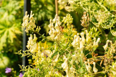 Zürih, İsviçre, 6 Ağustos 2025 Botanik Bahçesindeki Aconitum X Platanifolium fabrikası