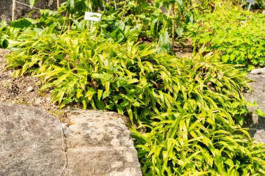 Zürih, İsviçre, 6 Ağustos 2025 Carex Plantaginea veya botanik bahçesindeki gofre dikme fabrikası