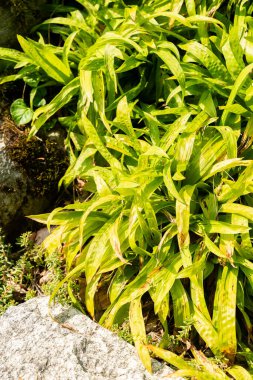 Zürih, İsviçre, 6 Ağustos 2025 Carex Plantaginea veya botanik bahçesindeki gofre dikme fabrikası