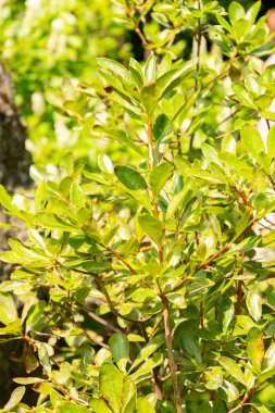 Zürih, İsviçre, 6 Ağustos 2025 Rododendron Occidentale veya botanik bahçesindeki batı açelya bitkisi