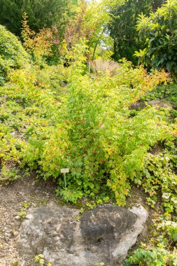 Zürih, İsviçre, 6 Ağustos 2025 Rosa Blanda veya botanik bahçesindeki pürüzsüz gül bitkisi