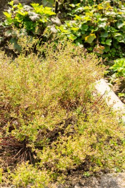 Zürih, İsviçre, 6 Ağustos 2025 Botanik Bahçesindeki Potentilla Neglecta fabrikası