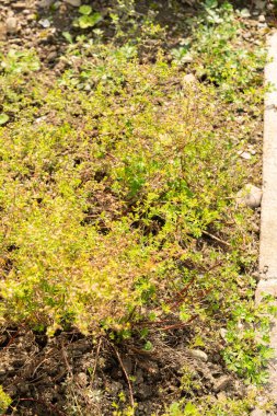 Zürih, İsviçre, 6 Ağustos 2025 Botanik Bahçesindeki Potentilla Neglecta fabrikası