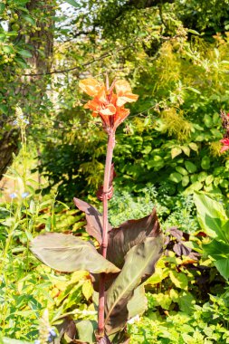 Zürih, İsviçre, 6 Ağustos 2025 Canna Indica ya da botanik bahçesindeki Kızılderili atış bitkisi