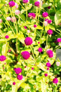 Zürih, İsviçre, 6 Ağustos 2025 Gomphrena Globosa veya botanik bahçesindeki küresel amaranth bitkisi