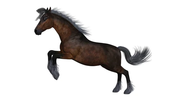白い背景の上の馬 — ストック写真