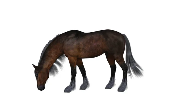 白い背景の上の馬 — ストック写真