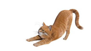 Turuncu kedi beyaz arkaplanda izole edildi