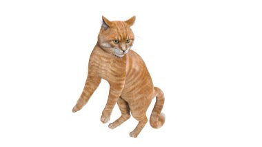 Turuncu kedi beyaz arkaplanda izole edildi