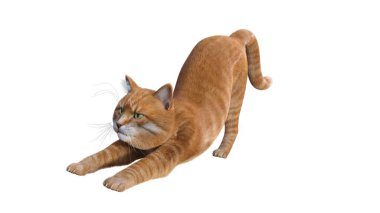 Turuncu kedi beyaz arkaplanda izole edildi