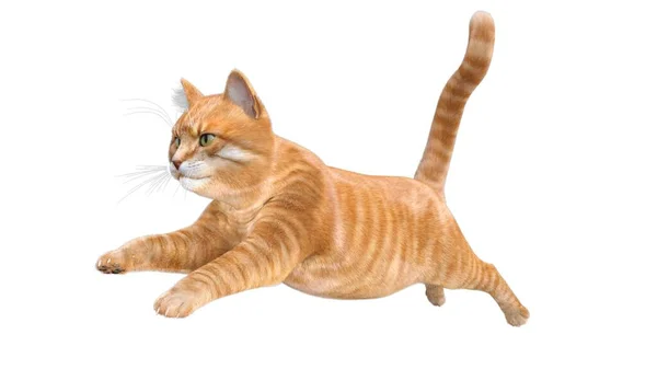 Oranje Kat Geïsoleerd Witte Achtergrond — Stockfoto