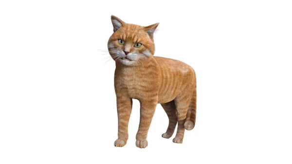 배경에 고립된 오렌지 고양이 — 스톡 사진