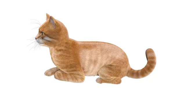 白地に隔離されたオレンジ猫 — ストック写真