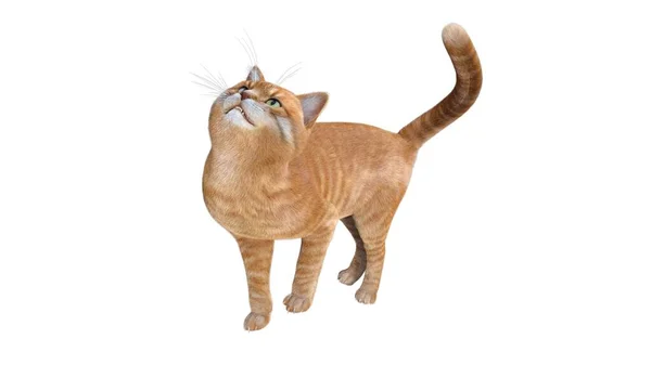 Orange Katt Isolerad Vit Bakgrund — Stockfoto