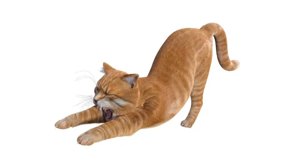 Oranžová Kočka Izolované Bílém Pozadí — Stock fotografie