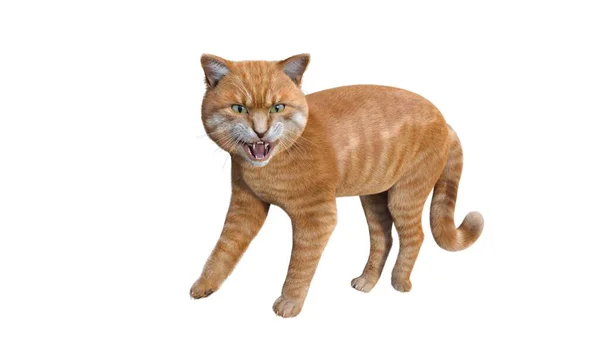 Orange Katt Isolerad Vit Bakgrund — Stockfoto
