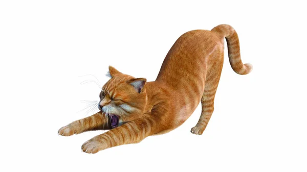 Orange Katt Isolerad Vit Bakgrund Stockfoto