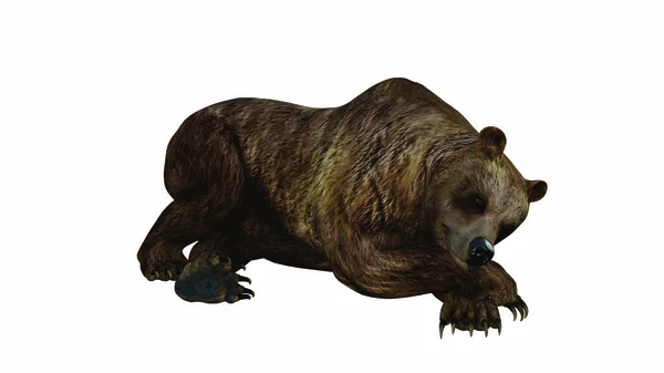 3D渲染幻想熊与白色背景隔离 — 图库照片