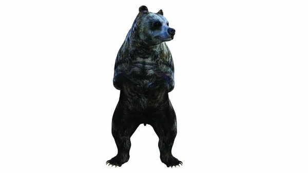 白地に隔離された幻灯クマの3Dレンダリング — ストック写真