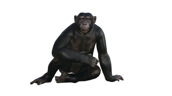 チンパンジーの3Dレンダリング — ストック写真