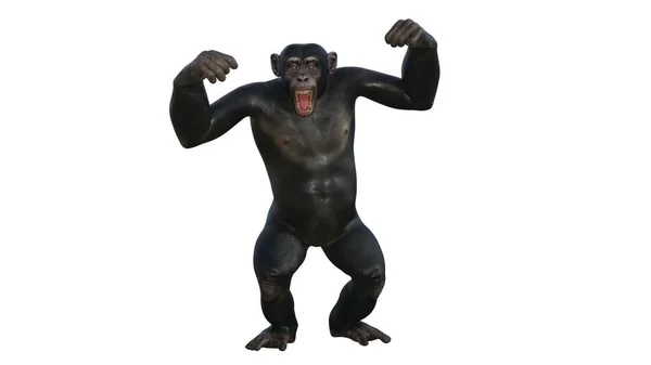 Vykreslování Šimpanze — Stock fotografie
