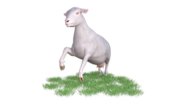 羊の動物図3Dレンダリング — ストック写真