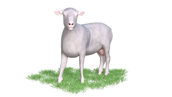 Sheep Animal Illustration Rendering — Stock Photo, Image