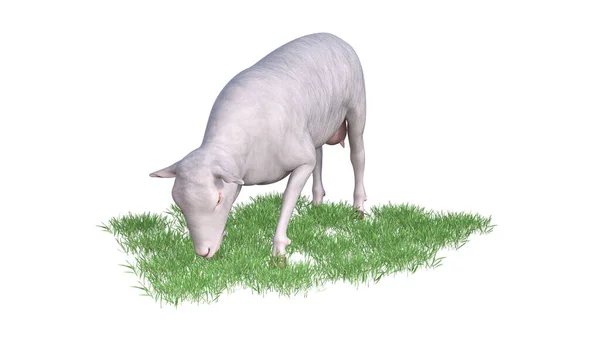 羊の動物図3Dレンダリング — ストック写真