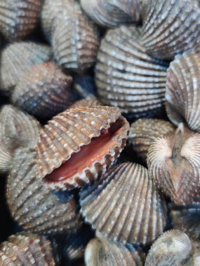 Deniz ürünleri pazarında çiğ deniz tarağı yığını, deniz kabuğu gurme restoranı, reklam geçmişleri.