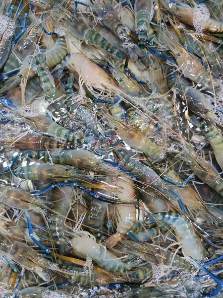 海鲜市场上堆积如山的生鲜龙虾 巨大的典当美食餐厅 广告背景 — 图库照片