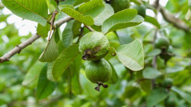 Ağaçta asılı yeşil guava meyveleri