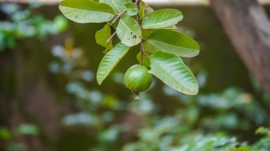 Ağaçta asılı yeşil guava meyveleri