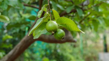 Ağaçta asılı yeşil guava meyveleri